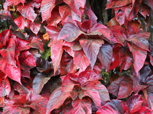 Jacob’s Coat (Acalypha wilkesiana Müll. Arg.) leaves are reddish brown, with a concave base and a rounded or pointed tip resembling a snakehead fish’s tail. The leaf edges are serrated like saw blade
 photo