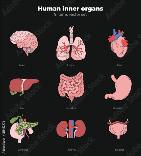 Set of human inner organs. Anatomy collection of heart, lungs, brain, liver, intestine, stomach, kidney, bladder, pancreas