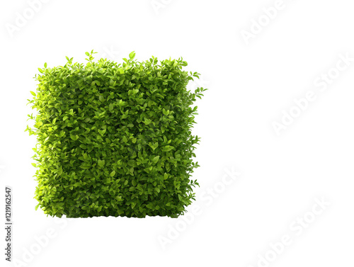 Closeup of a vibrant green boxwood plant against contrasting dark background