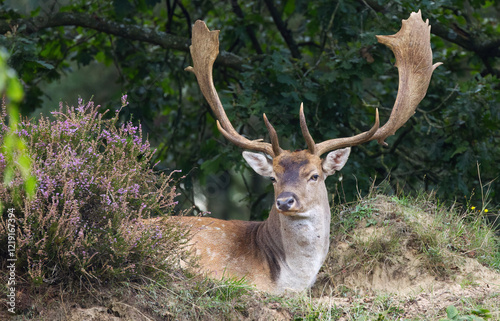 stag with magnificent antlers in the forest, lovely male fallow deer among heather, stag on the heather, magnificent stag  lying in the meadow
