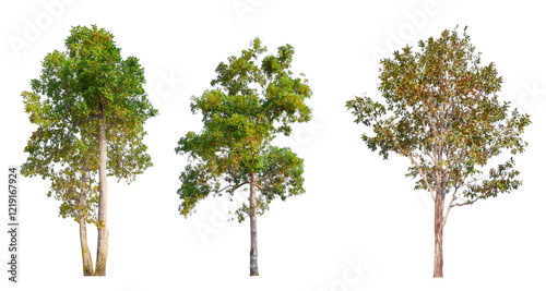 PNG high quality collection tree transparent background, easy to drag and drop