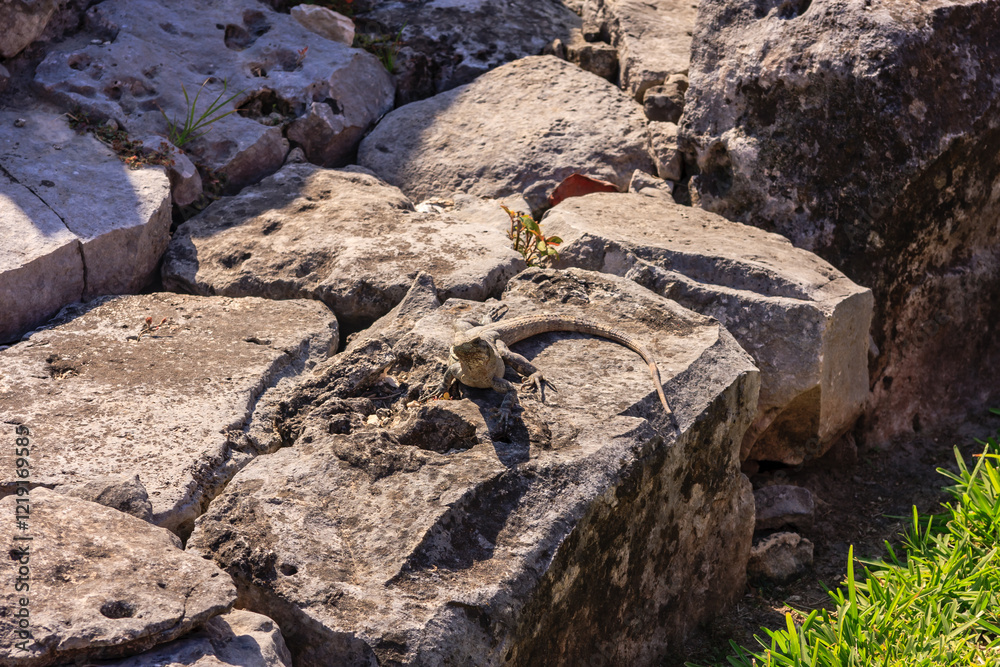 Fototapeta premium A lizard is sitting on a rock