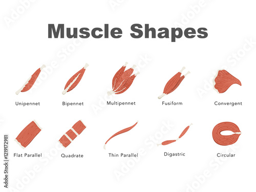 muscle shape flat design illustration