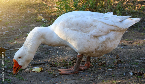 A big white goose eats something from the ground