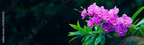 Purple orchid flowers blooming on a tree branch with green leaves against a dark background. Tropical nature background with copy space.