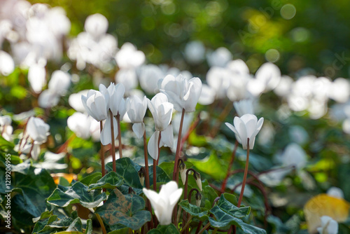 Cyclamen flowers are white, single flowers, the flower stalks are erect. Petals droop back. Twisted and arranged in the shape of a cup. Some varieties have a fragrant smell.