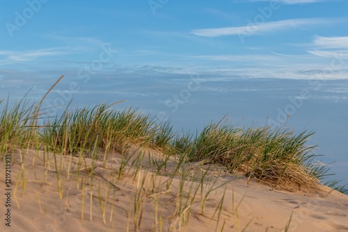Fototapeta Naklejka Na Ścianę i Meble -  sand dunes and grass on beach
