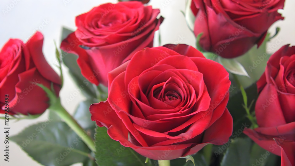 Saint Valentine's Day. Luxurious red roses in full bloom, with soft petals and green leaves, cut out Saint Valentine's Day. Luxurious red roses in full bloom, with soft petals and green leaves, cut out