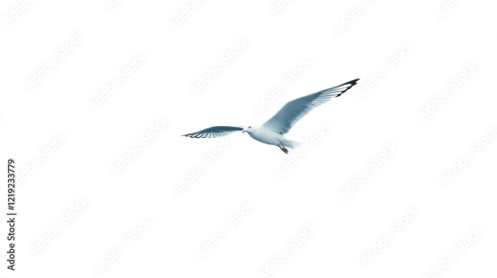 Obraz premium Majestic Bird in Flight: A Stunning Capture of a Seagull Soaring Against a Clear Sky, Showcasing Nature's Beauty and Freedom in Full Motion