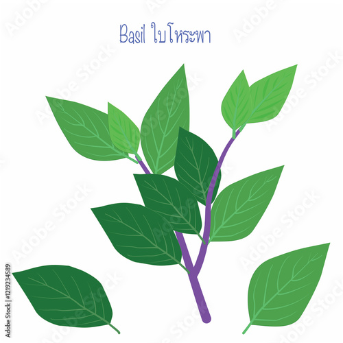 green vegetable basil vector illustration
