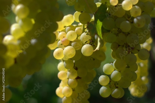 white vine grapes, close up