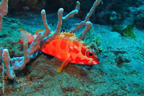 Red tropical fish - Blacktip grouper (Epinephelus fasciatus) sitting in the coral reef. Close up underwater photo, scuba diving with vivid marine life. Corals and fish in the ocean. Aquatic wildlife photo