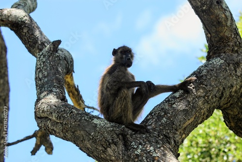 Baboon sitting in a tree