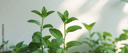 Mint plants showcase vibrant growth in a nurturing garden layout photo