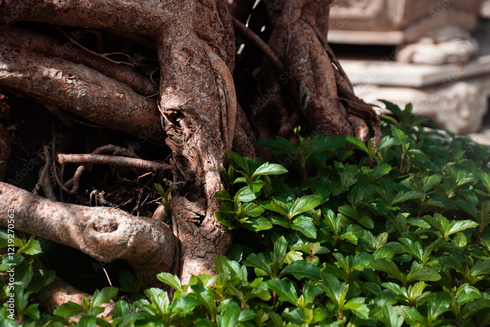 Closeup of Bonsai Roots and Foliage Closeup of Bonsai Roots and Foliage