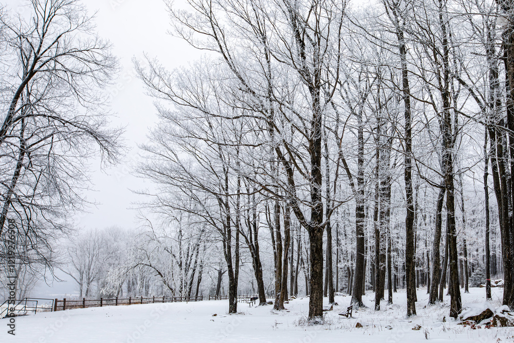 Wisconsin park in winter with snow covering trees Wisconsin park in winter with snow covering trees