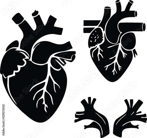 Human Heart Anatomy Black Silhouette Medical Illustration Vector Graphic Design body icon white organ blood aorta veins 
