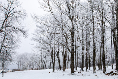 Wallpaper Mural Wisconsin park in winter with snow covering trees Torontodigital.ca