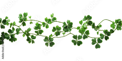Green clover vines spreading across horizontally isolated on transparent background
