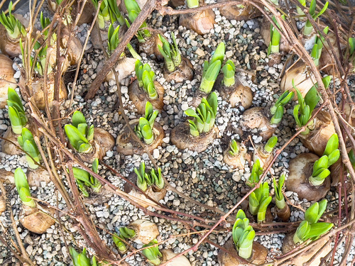 Foto Spring bulb growth emerging through pebbles with green shoots