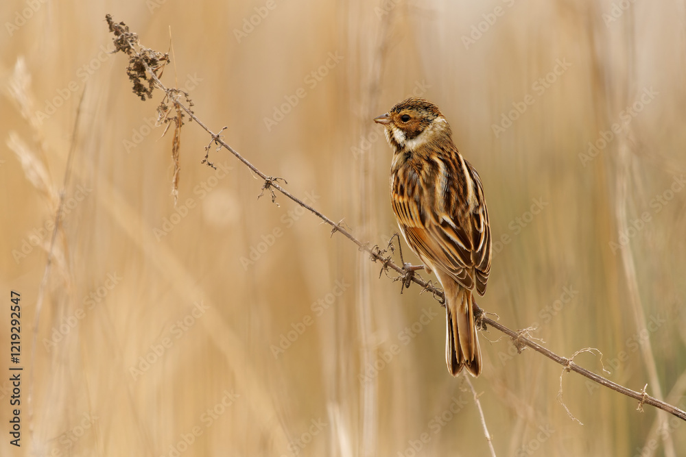 Fototapeta premium Common reed bunting - Emberiza schoeniclus passerine bird in Emberizidae, breeds across Europe, most birds migrate south in winter, sitting in the reeds