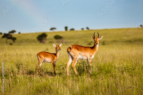 Kob antelope with baby in the african savannah