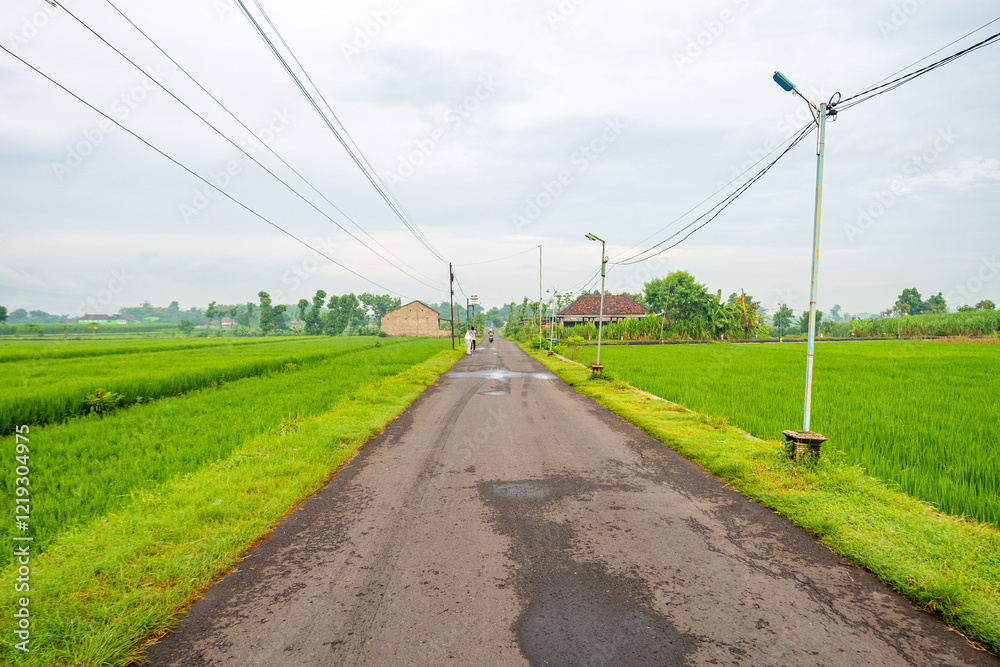 road in the middle of vast green rice fields with clear skies and cloudy clouds road in the middle of vast green rice fields with clear skies and cloudy clouds