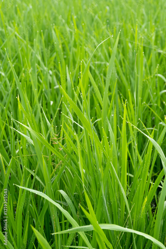 Morning dew drops on green rice leaves Morning dew drops on green rice leaves