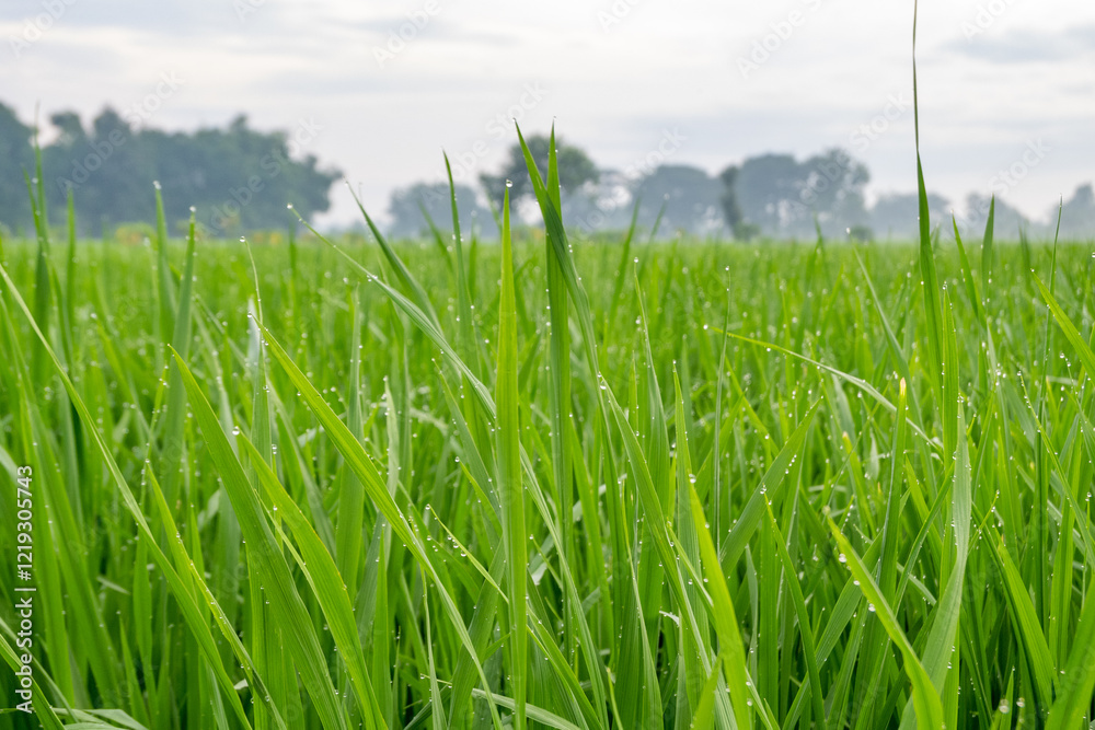 Obraz premium Morning dew drops on green rice leaves