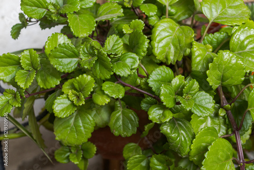 Money plant, known as the species Plectranthus verticillatus (L.f.) Druce, belongs to the plant family Lamiaceae. photo