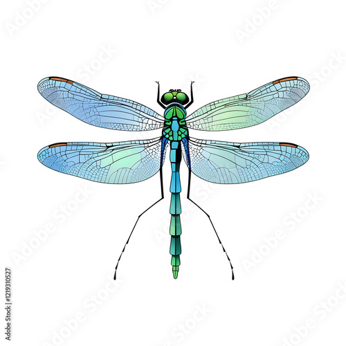 Detailed Dragonfly Illustration on a Clean Transparent Background
