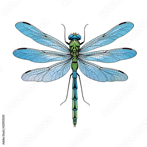 Elegant Dragonfly Vector Illustration with Transparent Wings