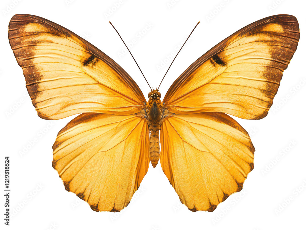 Isolated Orange Butterfly Isolated Orange Butterfly