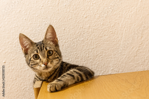 cat