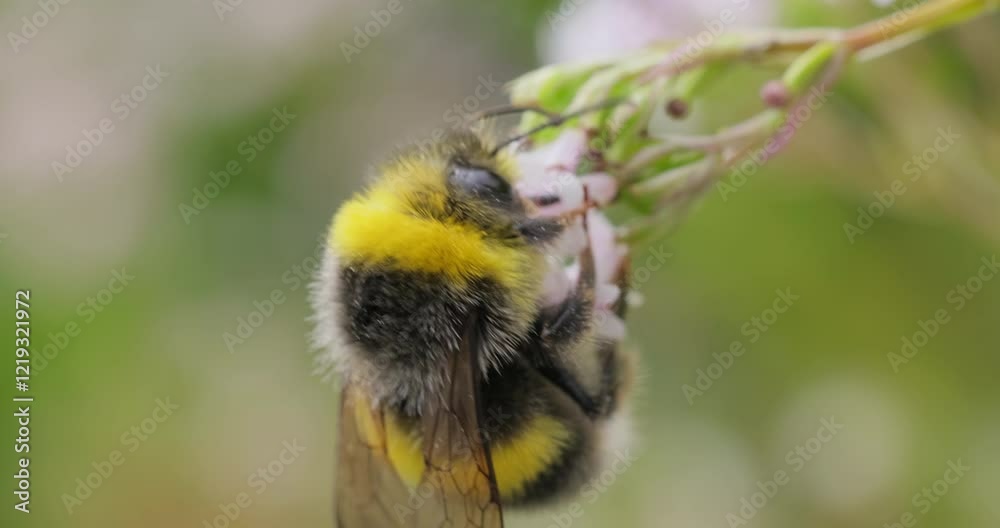 Bumblebee collects flower nectar at sunny day. Bumble bee in macro shot in slow motion. Bumblebee collects flower nectar at sunny day. Bumble bee in macro shot in slow motion.