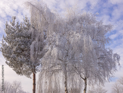 Hoar frost on trees in sub zero temperatures, Pickmere, Knustford, Cheshire, UK photo