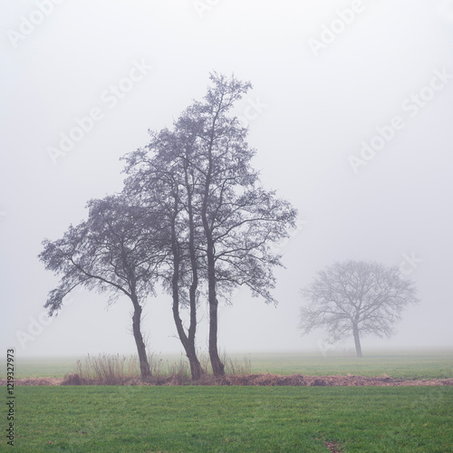 green grassy meadow and silhouettes of trees in morning mist