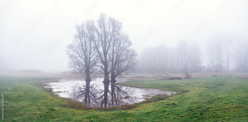 misty floodplanes of river rhine in the netherlands with water, trees and grass misty floodplanes of river rhine in the netherlands with water, trees and grass