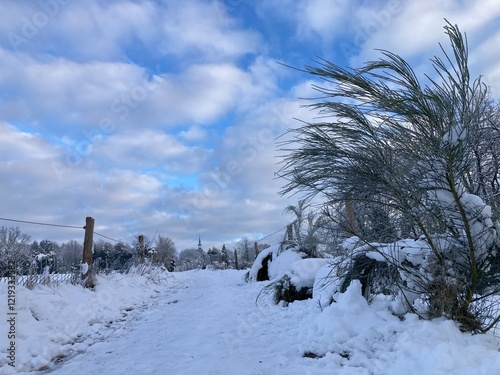 Feldweg mit Weidezaun und Ginster im Schnee im Winter mit zauberhafter Wolkenformation am blauen Himmel photo