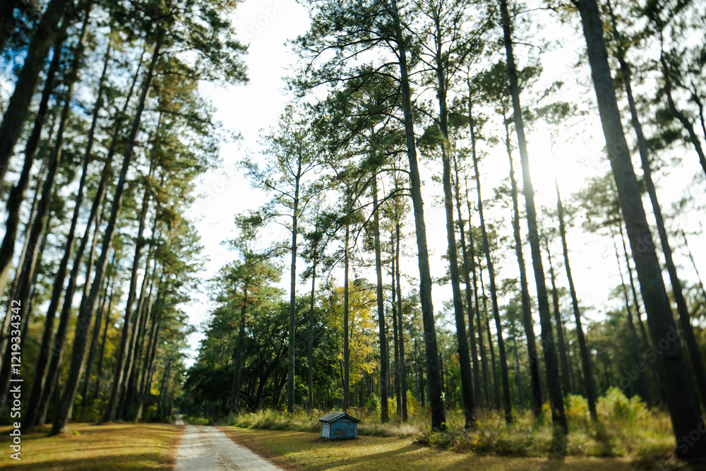 Obraz premium Road Trip South Carolina