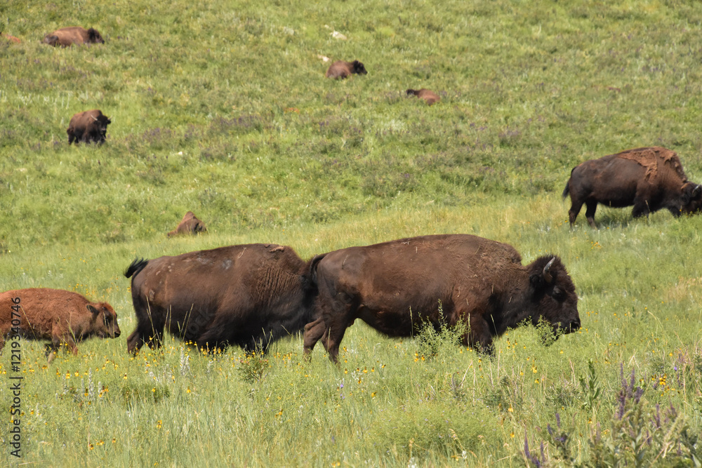 American Bison Roaming and Wandering on a Hill American Bison Roaming and Wandering on a Hill
