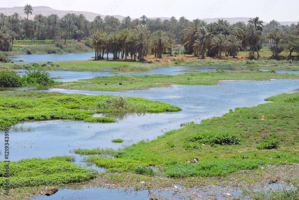 The Nile in its glory. One of the side arms. The water brings life.