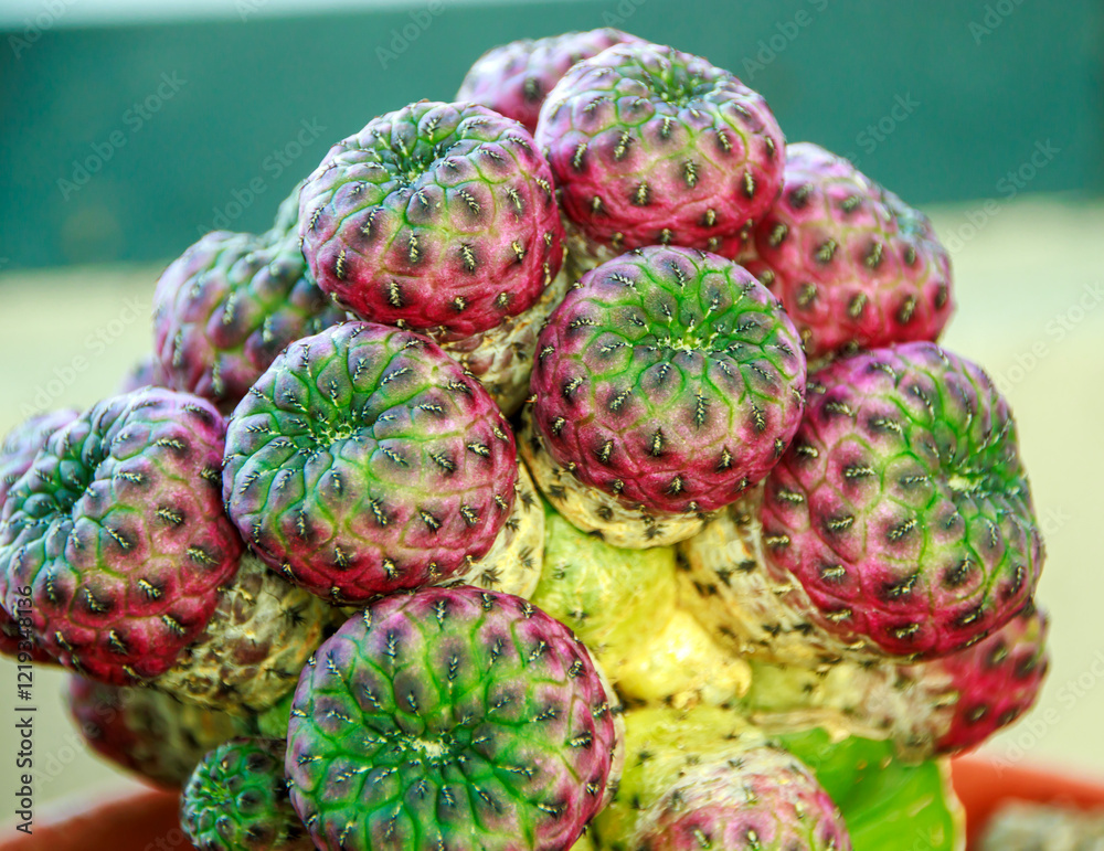 close up of colorful cactus