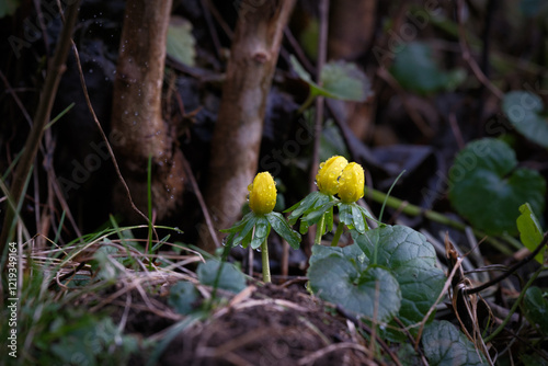 Obraz na płótnie a close-up of a winter aconite plant covered with raindrops w salonie