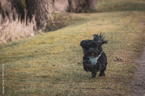 Obraz na płótnie a small black Bolonka Zwetna runs around happily w salonie