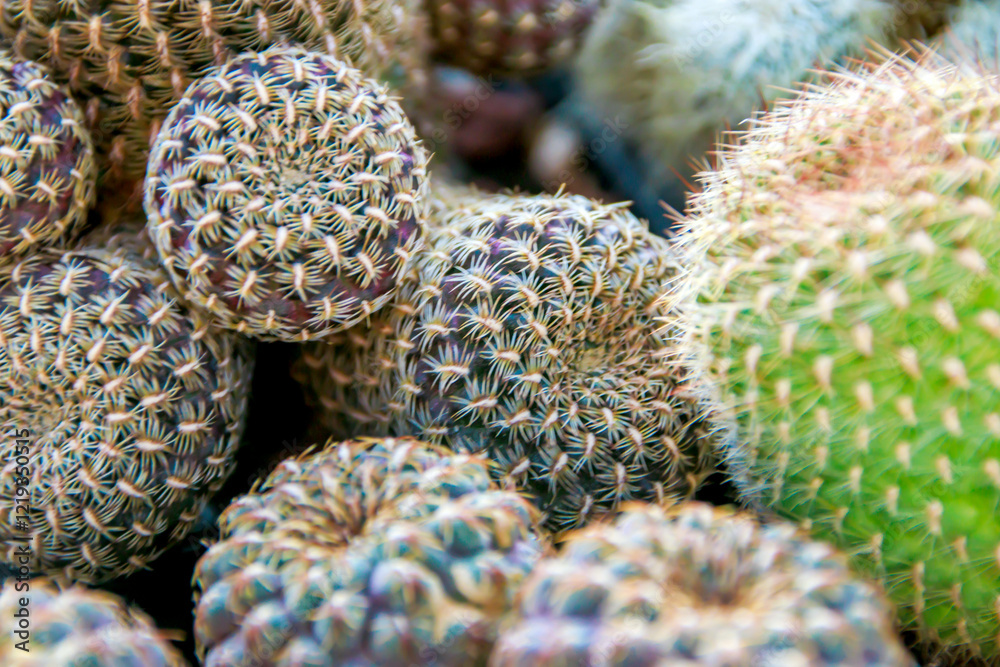 close-up bunch of cactus plants in the garden close-up bunch of cactus plants in the garden