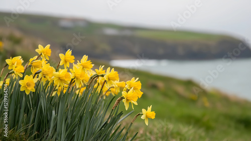 A peaceful coastal scene featuring daffodils in bloom on St. David's Day photo