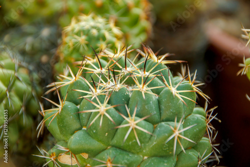 close-up view of upper head of prickly cactus photo