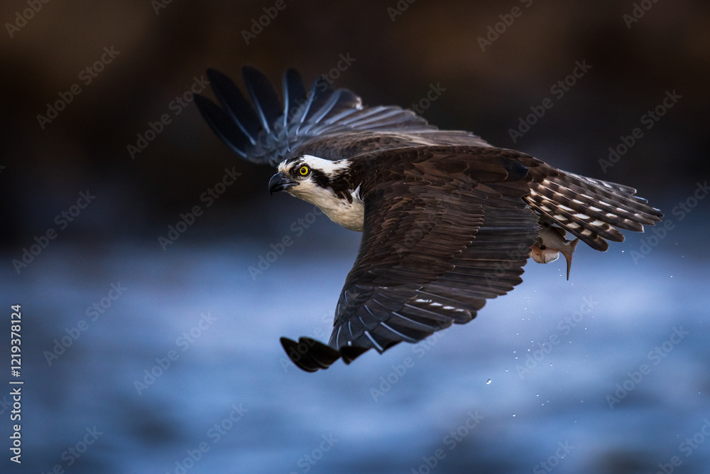 Obraz premium osprey in flight