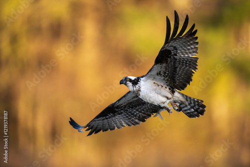 osprey in flight